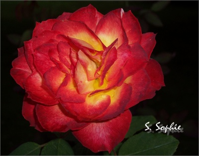 rose2.JPG