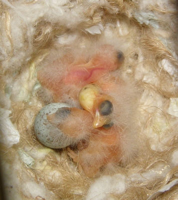 P4140014_cr.jpg