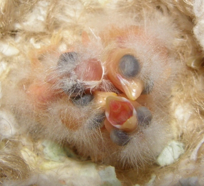 P4140005_cr.jpg
