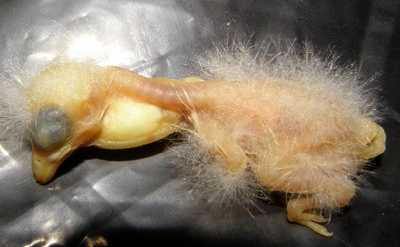 P4150001_cr.jpg