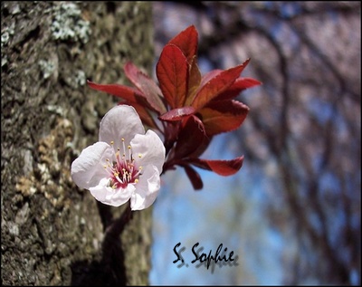 spring 2005.jpg