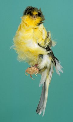 20116100006%20Posture%20Canary%20-%20Parisian%20Frill.jpg