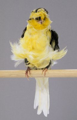 20116100019%20Posture%20Canary%20-%20Parisian%20Frill.jpg