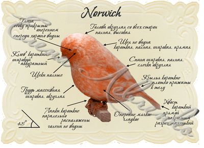 (4) fonos.jpg