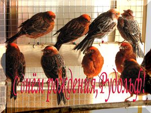 Canary_012.jpg