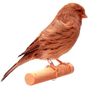 Gloster consort.jpg