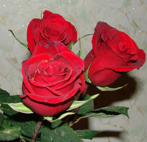 DSC00019.jpg