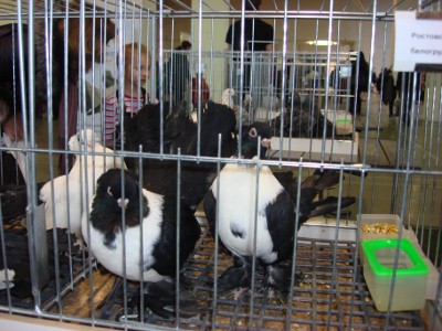 DSC04361 (400x300).jpg
