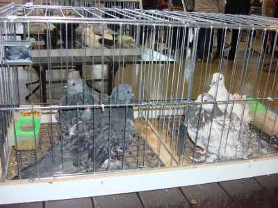 DSC04360 (400x300).jpg