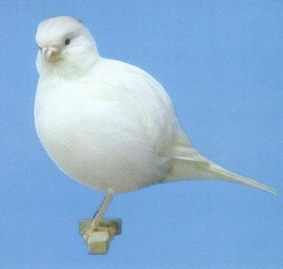 birdphoto13d.jpg