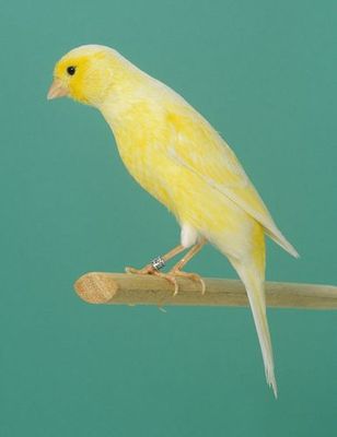 20111300010%20Posture%20Canary%20-%20Munchener.jpg