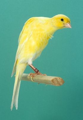 20110100004%20Posture%20Canary%20-%20Belgian%20Bult.jpg