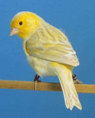 20300800804%20Coloured%20Canary%20-%20NonIntensive%20Yellow%20Isabel%20Satinette.jpg