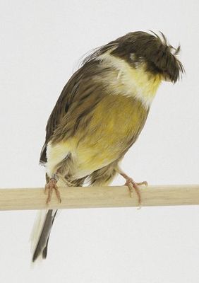20110400001%20Posture%20Canary%20-%20Crested.jpg