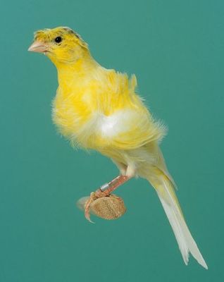 20115100109%20Posture%20Canary%20-%20Fiorino%20Crest.jpg