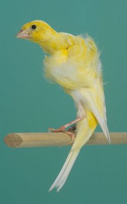 20116000022%20Posture%20Canary%20-%20Swiss%20Frill.jpg