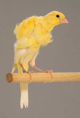 20115800016%20Posture%20Canary%20-%20Southern%20Frill.jpg