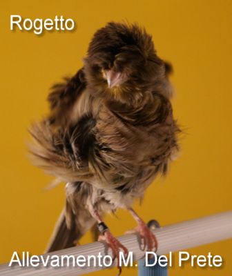 Rogetto_Punto_2.jpg