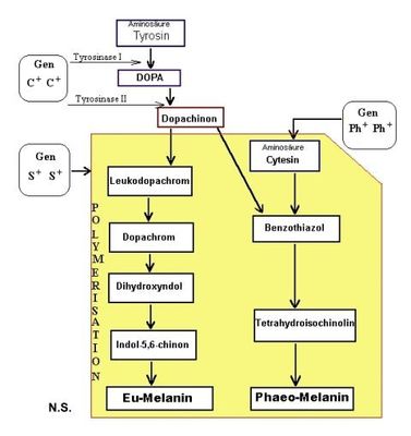 melaninsynthese.jpg