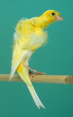 20116000023%20Posture%20Canary%20-%20Swiss%20Frill.jpg