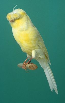 20111000118%20Posture%20Canary%20-%20Lancashire%20Coppy.jpg