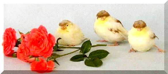 3533_cinn_rose.jpg