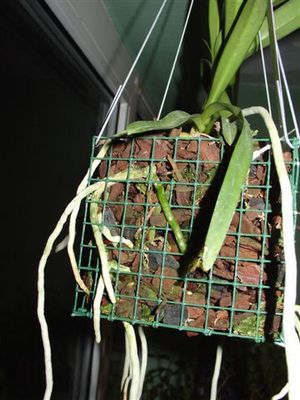 Vanda Basket.JPG