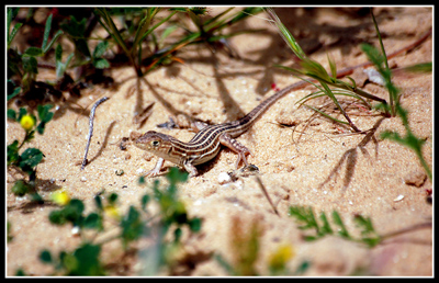 DSC_0006.jpg