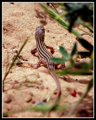 DSC_0005.jpg