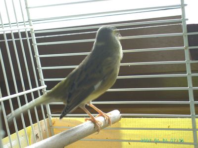 samochka-2.jpg