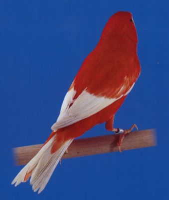 Lipochroom Rood Intensief - witte vleugelpennen - witte staartpennen.jpg