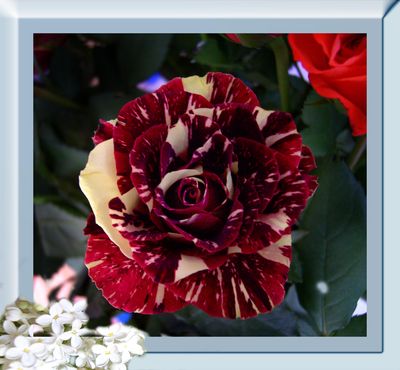 Roze.jpg