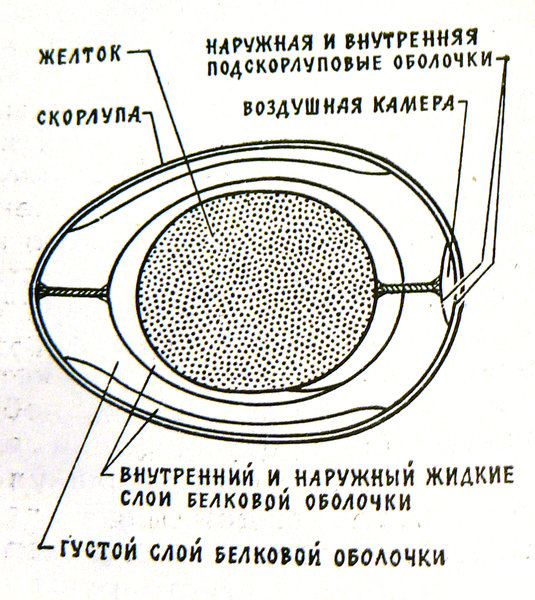 яйцо.jpg