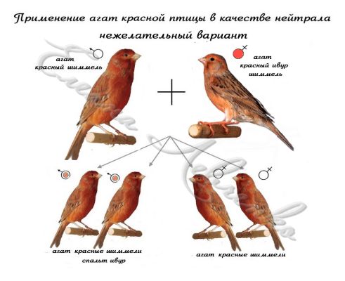 z shim nejtral+z ivur shim.jpg